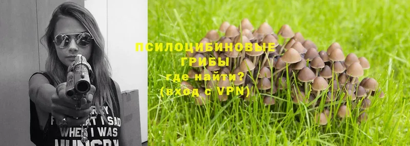 Псилоцибиновые грибы Psilocybe  продажа наркотиков  Кимры 